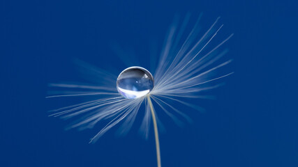 gota dandelion diente de leon © JuanCarlos