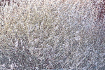 background of frozen bush in winter