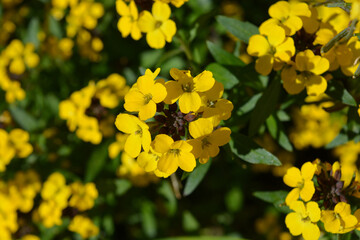 Yellow wallflowers © Josie Elias