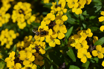 Bee on wallflowers © Josie Elias