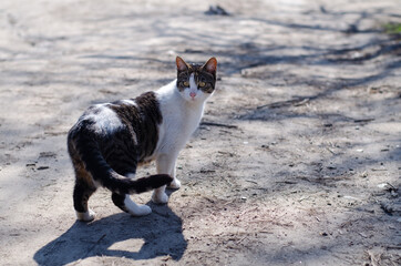The street cat is walking. Yard, stray cat. Abandoned pet. Spotted cat in the spring.
