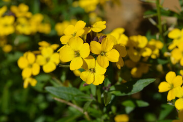 Wallflowers, Erysimum Bowles Mauve Yellow © Josie Elias