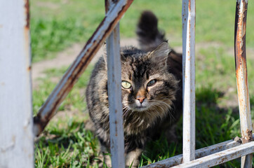 A spotted street cat is lying on the grass and basking in the sun. Street cat. Abandoned pet.