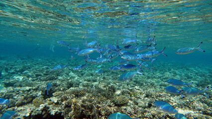 Fish.
Red Sea cesium (Rus) - Red Sea fusilier (Suez fusilier) (Eng) - grows up to 25 cm, feeds on plankton.
