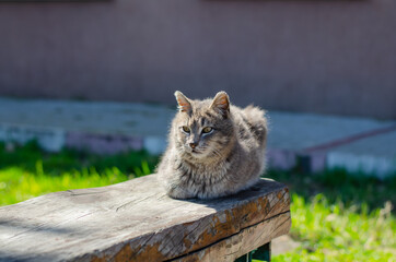 A street cat is sitting on a bench. The courtyard, abandoned cat walks. Thoroughbred, domestic pet.