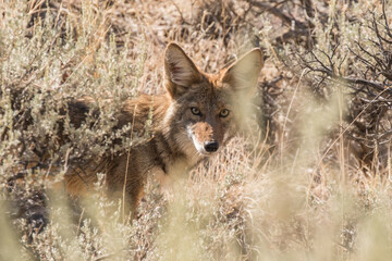 Coyote Stare