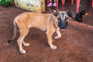 Mutt dog. Pets and company.