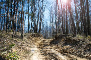 Forest road through the forest. The first days of spring