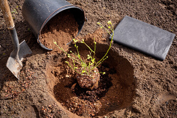Planting blueberry bush at home garden. Digging a hole, filling it with special acidic blueberry...