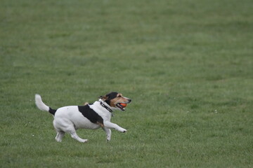 Ein kleiner schwarz-weißer Beagle Hund mit hell braune Flecken rennt mit einem roten Ball im Maul...