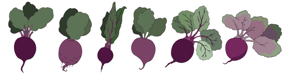 Set of vegetables, beets in color. Isolated objects on a white background, vector illustration. Summer season