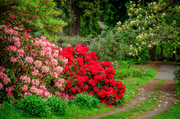 rhododendron garden
