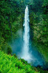 akaka falls hawaii - 426893943