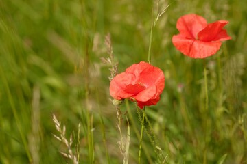 Close up two red poppy flowers and green blurred background