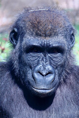 Portrait of a huge male gorilla. This amazing endangered primate can only be found in Rwanda and Uganda, national nature reserves.