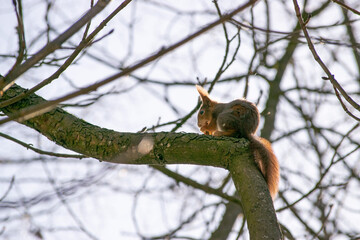 Ein Eichhörnchen sitzt in einem Baum und frisst eine Nuss.