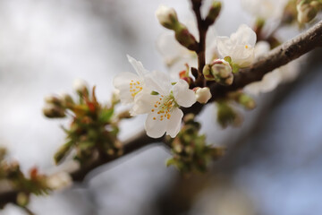 Cherry blossom