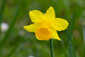 yellow daffodil flower
