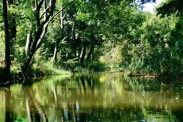 Nature reserve in Poland, Barycz Valley, trees, water, Park,