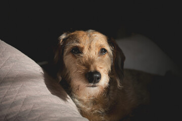 Naklejka na ściany i meble portrait of a dachshund