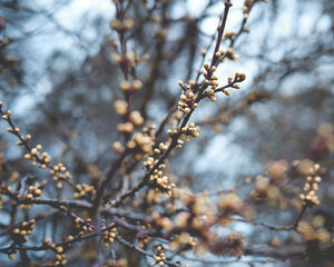 spring in the park