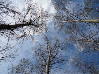 Fototapeta na wymiar View from below into treetops on a sunny and cloudless day in spring