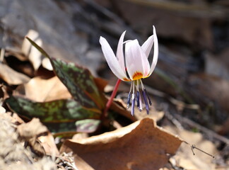 Purple cyclamen in spring, forest background