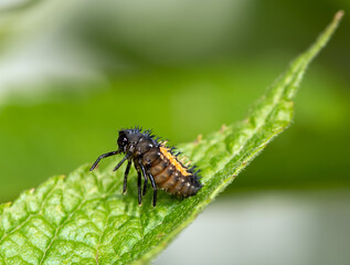 Larva of a ladybug