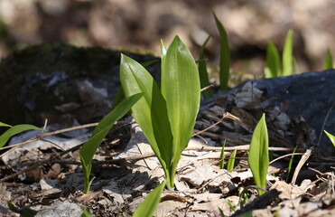 Wild garlic (Allium ursinum) in spring background