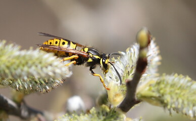 European paper wasp in spring background, (Polistes dominula)