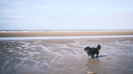 dog on the beach