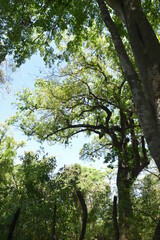 árboles gigantes con fondo azul, paisaje