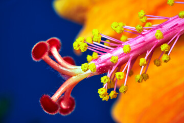 Detail of a blooming hibiscus flower