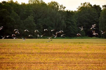 Nature reserve in Poland, Barycz Valley, trees, water, Park, © Albin Marciniak