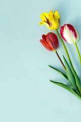 Bouquet of three tulip flowers on a blue background