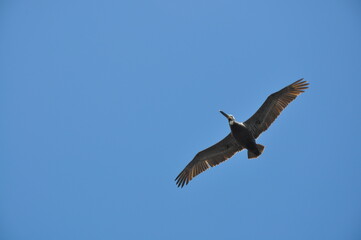 Obraz premium osprey in flight