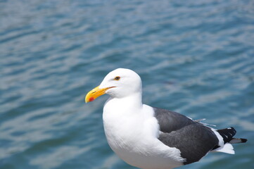 Obraz premium seagull by the ocean posing for the camera