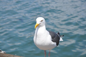 seagull by the ocean posing for the camera