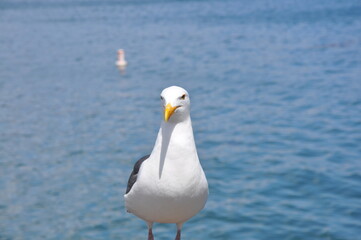 seagull by the ocean posing for the camera