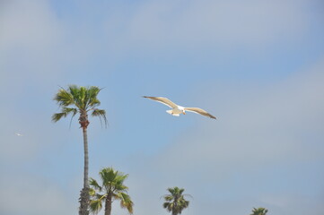 heron in flight