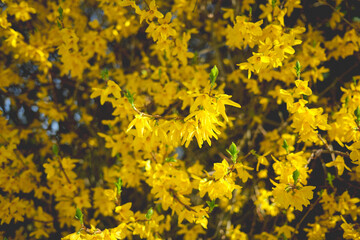 yellow blossom