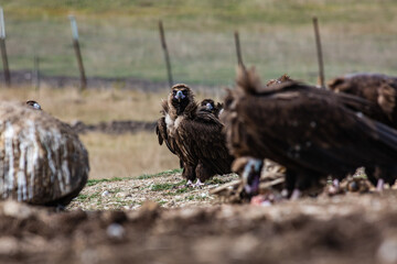 Cinereous Vulture, (Aegypius monachus) in a group natural habitat. Wild life.