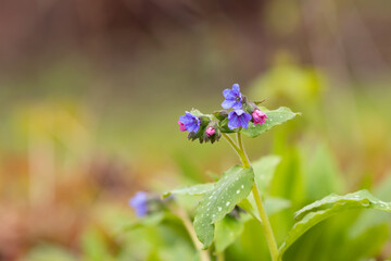 Little purple red flowers stand out of the background