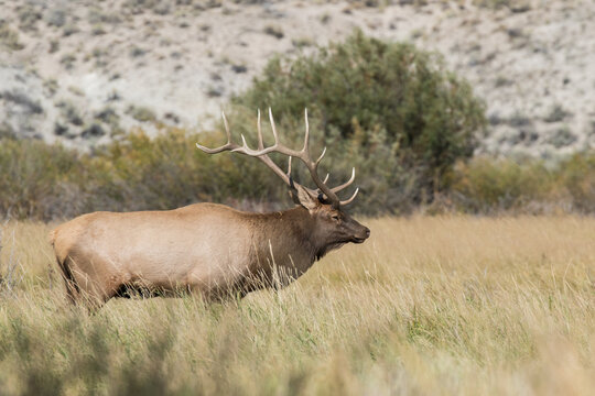 Bull Elk in Idaho