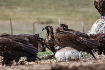 Cinereous Vulture, (Aegypius monachus) in a group natural habitat. Wild life.