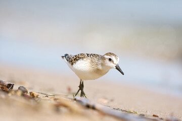 A small sanderling bird foraging on a sandy beach on a bright sunny day 