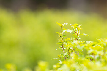Fresh green plants stand out of the background