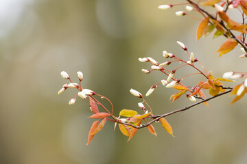 Little flowers stand out of the background