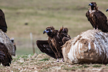 Cinereous Vulture, (Aegypius monachus) flight from rock in natural environment. Wild life.