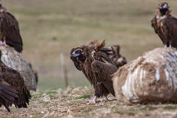Cinereous Vulture, (Aegypius monachus) in a group natural habitat. Wild life.